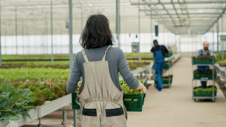 View from the back of caucasian vegetables picker holding crate with lettuce in organic farm for delivery to local market. Greenhouse worker in hydroponic enviroment moving harvested plants.の写真素材