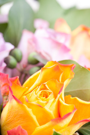 Beautiful flower macro shooting in studio. Professional lightingの写真素材