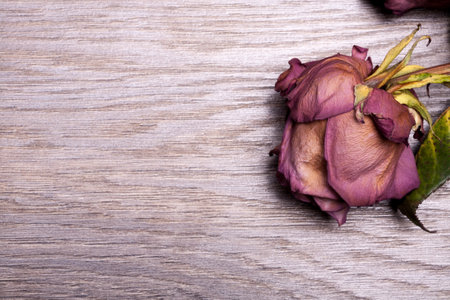 Dead roses on vintage wooden background in studio photoの写真素材