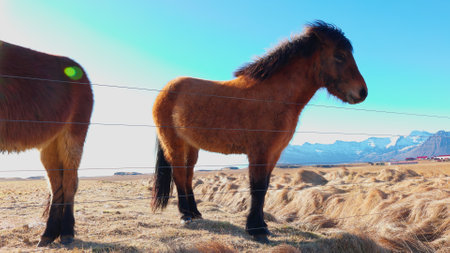 Nordic icelandic breed of horses in herd, walking around fields and creating beautiful natural landscape. Scandinavian scenery with majestic small animals, winter paradise. Handheld shot.の写真素材