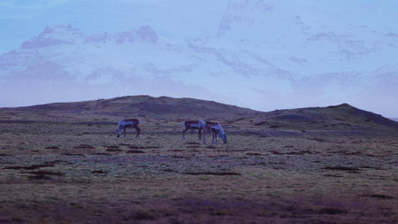 Icelandic animals on frozen fields in nordic countryside, mooses in beautiful snowy mountains landscape. Arctic wildlife and spectacular wonderland scenery, iceland nature. Handheld shot.の写真素材