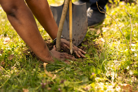 Volunteers team taking action to plant new seedlings around the woods, digging up holes and installing trees for environmental conservation project. People growing vegetation. Close up.の写真素材