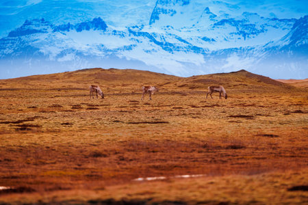 Scandinavian lands with mooses, majestic group of animals grazing in nordic countryside with colored sky. Wildlife in frozen icy landscapes and scenery, natural park fauna in iceland.の写真素材