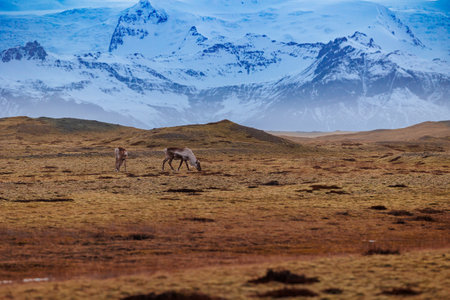 Wildlife grazing in chilly nordic location with vibrant skies and frozen mountaintops. Incredible mooses near highway on icelandic frosty fields, arctic fauna species in scandinavian park.の写真素材