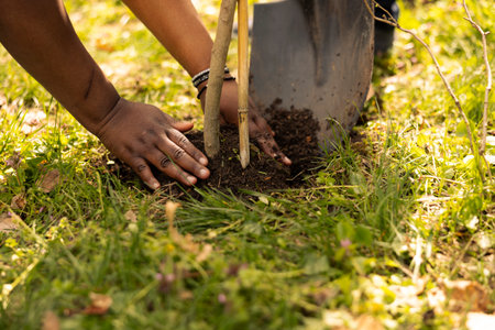 Team of climate change activists planting small trees in a forest environment, uniting to preserve natural habitat. African american volunteers installing plants in the ground, nurture greenery.の写真素材