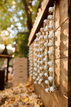 Closeup of natural locally grown produce set on display at farmers market wooden stall. Freshly harvested bio white garlic bulbs dangling over greenmarket booth stand.の写真素材