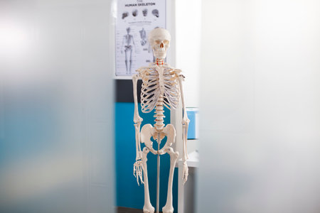 Human skeleton awaits diagnostics in vacant medical office, positioned with focus on orthopedic treatment. Empty hospital room equipped with computer and skeletal structure, ready for consultation.の写真素材