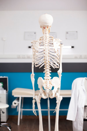 Anatomical skeleton is displayed against medical office backdrop, emphasizing the human body intricate structure. Closeup view of spine and joints highlights clinic focus on orthopedic treatment.の写真素材