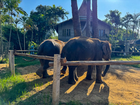 Cute exotic elephants in a serene environment for preservation, gray Asian elephants walking peacefully in a nature park. Symbolizing the importance of conservation and wildlife protection.の写真素材