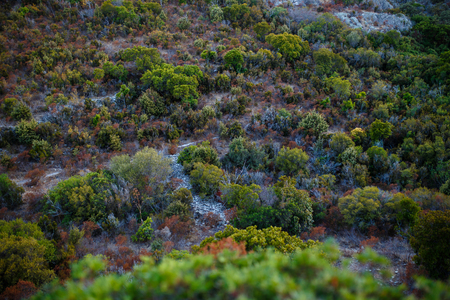 Top view,amazing nature background. The color of the beautifully vegetation on a Corsina island.の写真素材