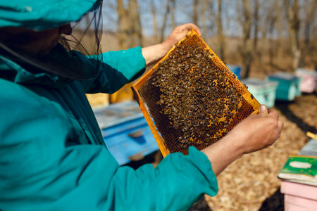 Beekeeper holds frame with honeycomb out of beehive. Horizontal outside shot.の写真素材