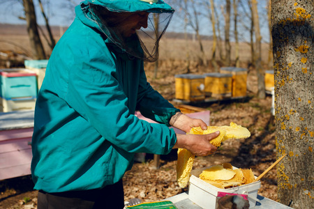 Spring image in gardening, three, beekeeeper collect a honey. Horizontal outside shot.
