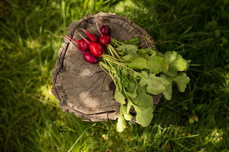 A fresh, spring, organic, red bunch of radishes with tops and green leaves. Fresh vegetables arranged on a green grass background.の写真素材