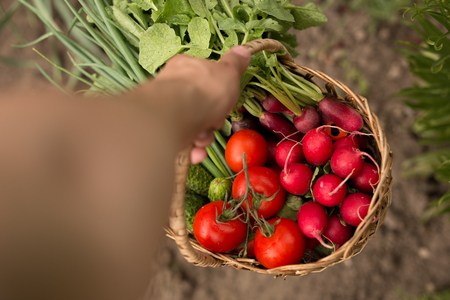 Close-up of a man holding a basket of vegetables and cucumbers. Horizontal view.の写真素材