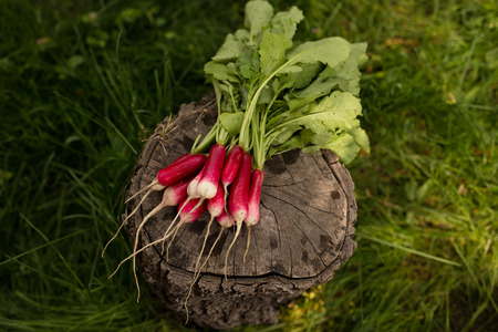 Bunch of radishes with green leaves isolated on green grass background. Horizontal viewの写真素材