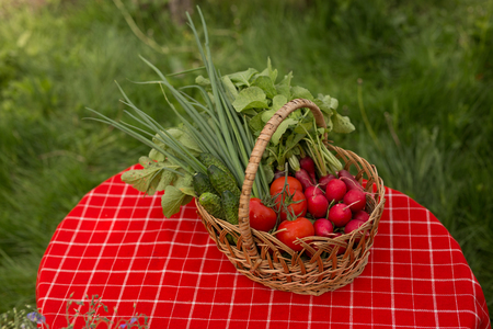 Vegetables from garden. Fresh Bio Vegetable in a Basket. Over Nature Background.の写真素材