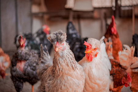 Chickens on the traditional free range poultry farm. Selective focus.の写真素材