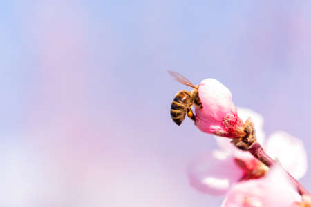 Honey bee pollinating peach blossom in spring. Pollination of flowers.