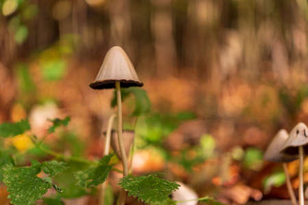 Mushroom in the autumn forest. Close-up, macro