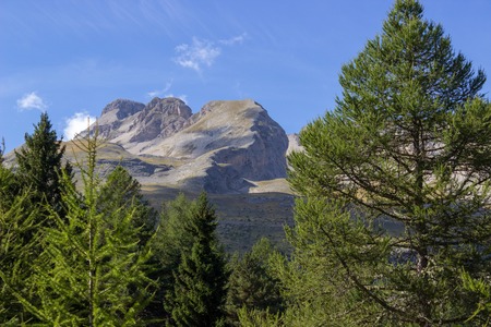 The French Alps behind pine treesの写真素材