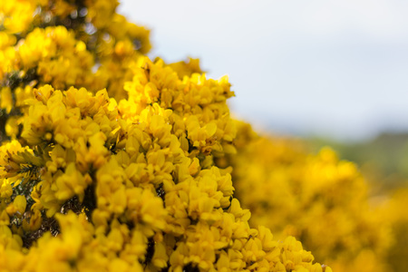 Gorse Close-up, Scotstown Moor in Aberdeen, Scotlandの写真素材