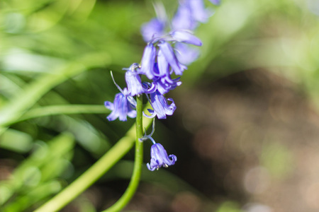 Beautiful purple flowers close up, Aberdeen, Scotlandの写真素材