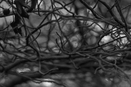 Close-up of branches in black and white