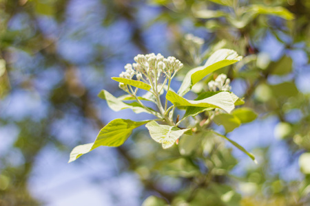 Sunlit spring leaves on a tree