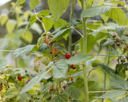 Ripe raspberries on a branch