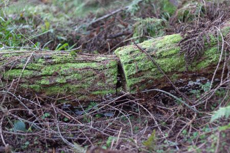 Tree trunk cut in two on the foret floorの写真素材