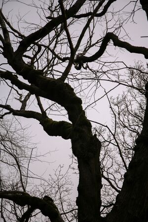 Creepy eerie trees against a clouded sky