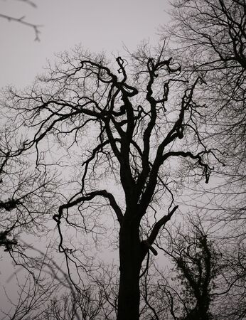 Creepy eerie trees against a clouded skyの写真素材