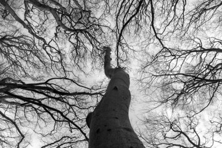Black and white tree canopy Seaton park, Scotland