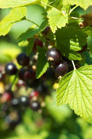 Black currant growing in the gardenの写真素材