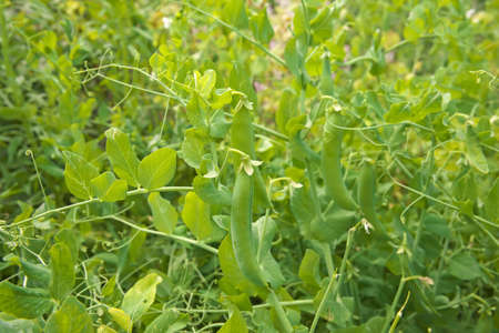 Green peas in the gardenの写真素材