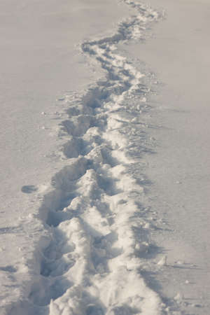 Path in the fresh snowの写真素材