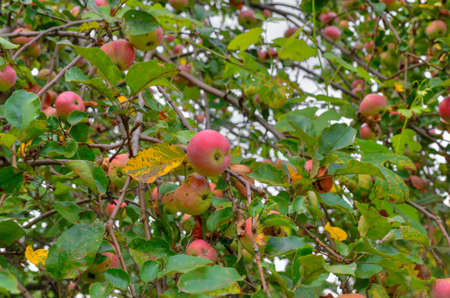 Apples on the tree in the gardenの写真素材
