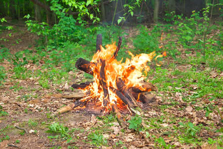 Camp fire burning in the forest の写真素材
