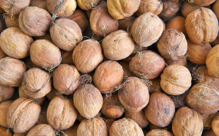 Just picked walnuts with remains of the coverage