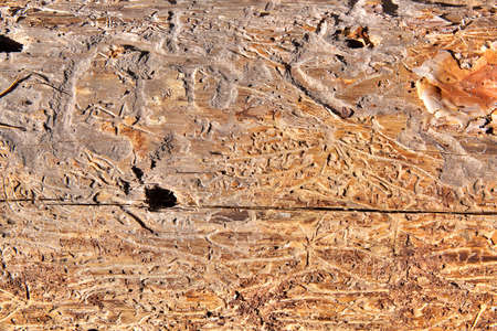 Old wooden texture - cracked surfaceの写真素材