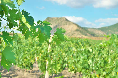 Vineyard in the valley hear the hillsの写真素材