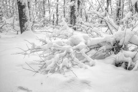 Winter forest during the snowfall - black and whiteの写真素材