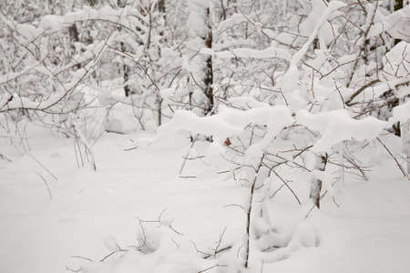 Winter forest during the snowfallの写真素材