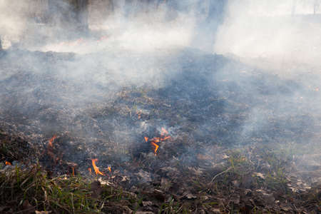 Forest fires - grass and bushes burning in the woodの写真素材