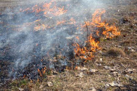 Forest fires - grass and bushes burning in the wood