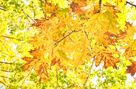 Autumn autumn leaves background - maple branches shot with multiple exposuresの写真素材