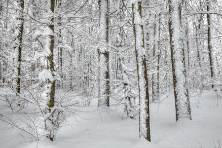 Winter forest scene - trees covered with fresh snowの写真素材