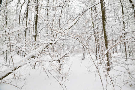 Deciduous trees covered with snow in winterの写真素材