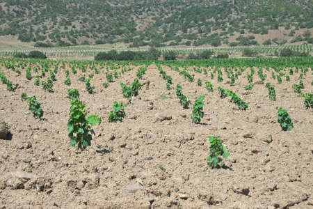 Freshly cultivated vineyard in the valley at summertimeの写真素材