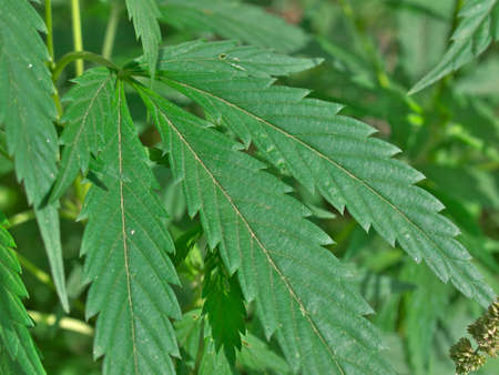 Hemp (cannabis) plant leaves macro backgroundの写真素材